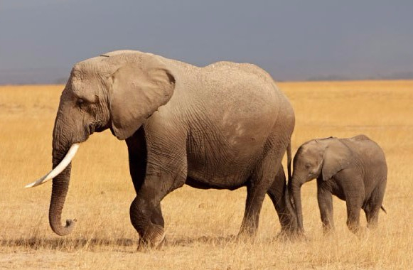 african-elephant-with-baby-e1510933181480.jpg