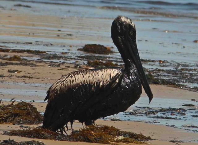 Oil-Spill-Pelican-close
